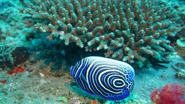 Incredibile Varietà Specie Colori Pesce Sul Corallo — Foto Stock