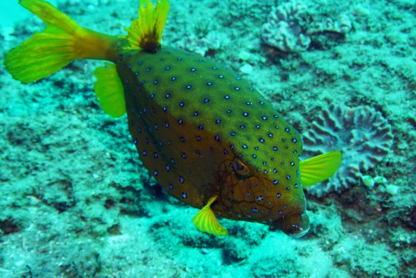 Erstaunliche Vielfalt Fischarten Und Farben Auf Korallen — Stockfoto