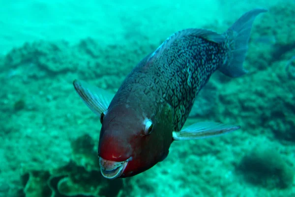 Mercan Üzerindeki Balıkların Inanılmaz Çeşitliliği Renkleri — Stok fotoğraf