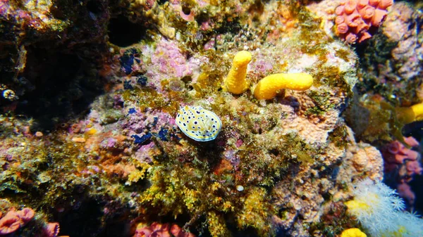 Удивительное Разнообразие Видов Цветов Рыбы Кораллах — стоковое фото