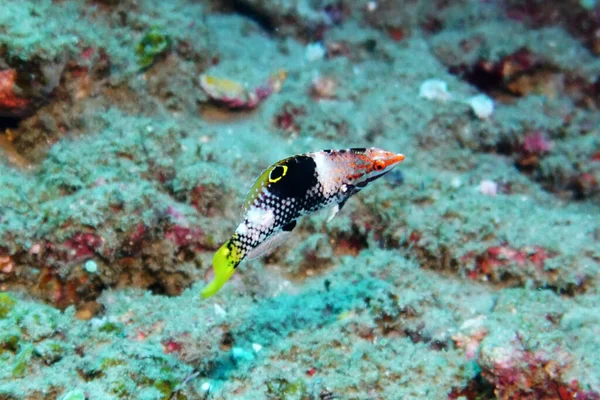 Variété Incroyable Espèces Couleurs Poissons Sur Corail — Photo