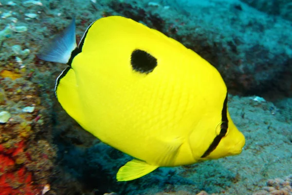 Increíble Variedad Especies Colores Peces Coral — Foto de Stock