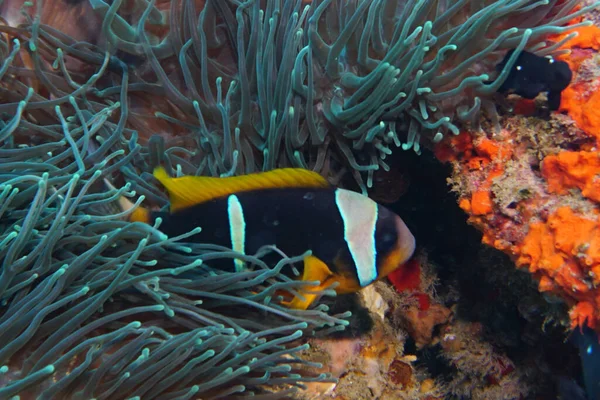 amazing variety of species and colors of fish on coral