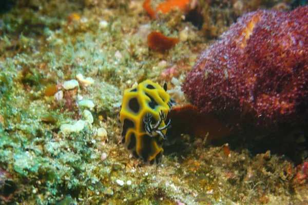 Erstaunliche Vielfalt Fischarten Und Farben Auf Korallen — Stockfoto