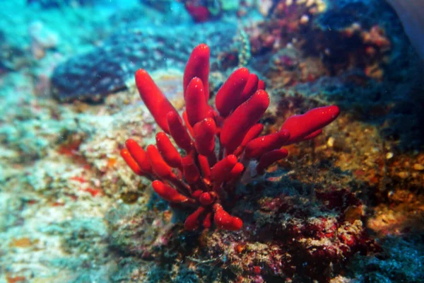 Amazing Variety Species Colors Fish Coral — Stock Photo, Image