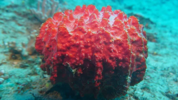 amazing variety of species and colors of fish on coral