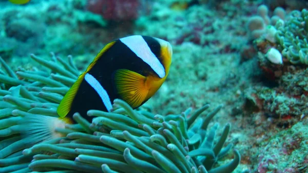 サンゴの魚の種や色の多様性が — ストック写真
