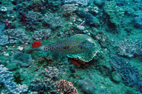 Удивительное Разнообразие Видов Цветов Рыбы Кораллах — стоковое фото