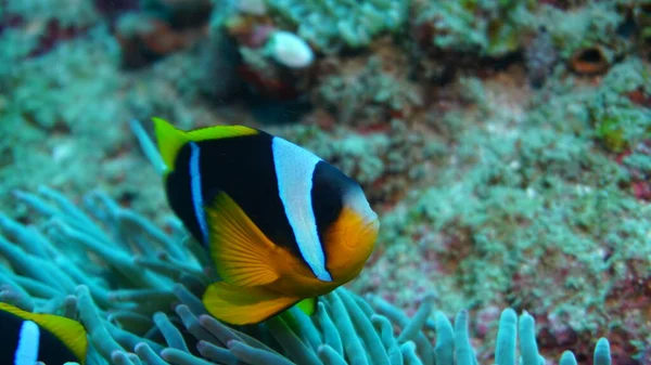 amazing variety of species and colors of fish on coral