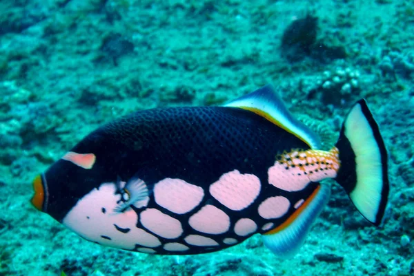サンゴの魚の種や色の多様性が — ストック写真