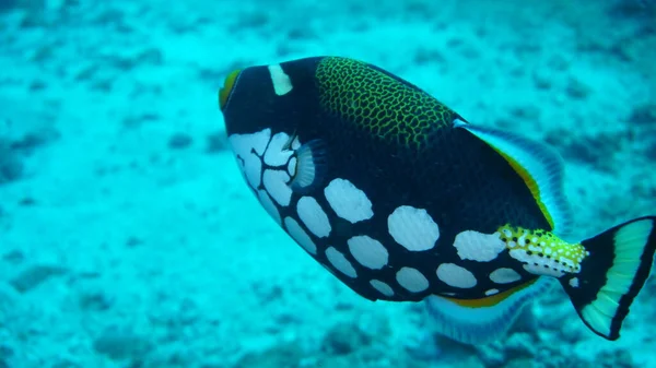 Incrível Variedade Espécies Cores Peixes Coral — Fotografia de Stock