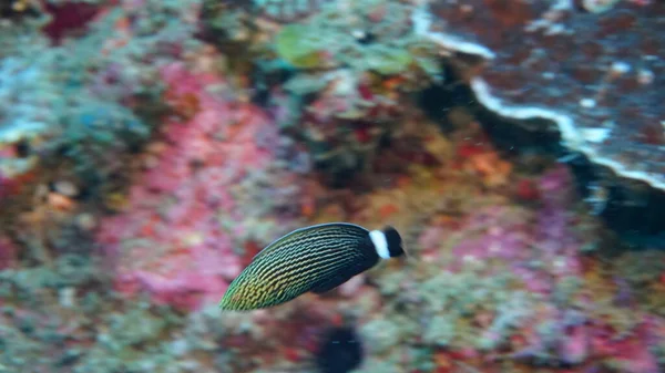Increíble Variedad Especies Colores Peces Coral — Foto de Stock