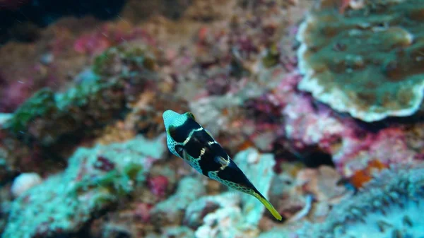 サンゴの魚の種や色の多様性が — ストック写真