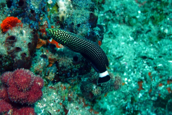 Incrível Variedade Espécies Cores Peixes Coral — Fotografia de Stock