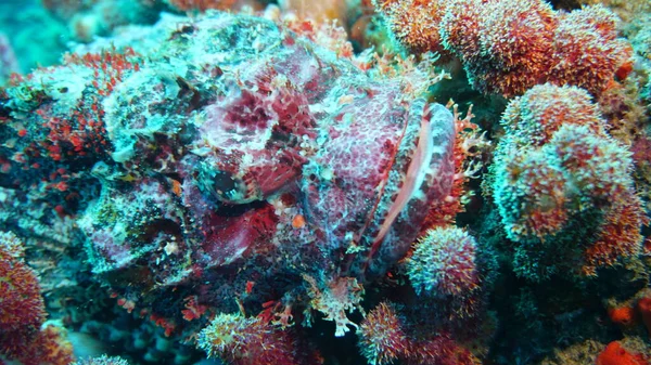 Niesamowita Różnorodność Gatunków Kolorów Ryb Koralowcach — Zdjęcie stockowe