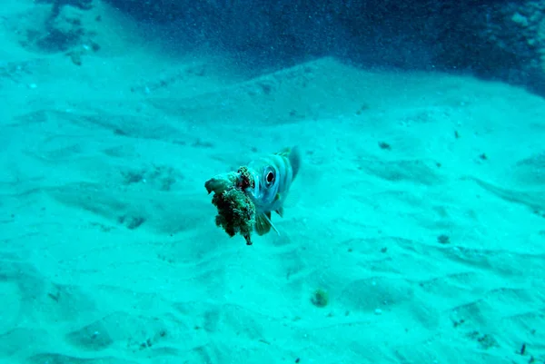 Variété Incroyable Espèces Couleurs Poissons Sur Corail — Photo