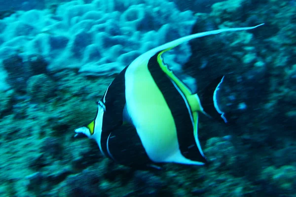 Organisme Hidup Yang Menakjubkan Dan Ikan Dari Dunia Bawah Air — Stok Foto