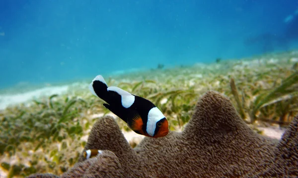 Amazing Living Organisms Fish Underwater World — Stock Photo, Image