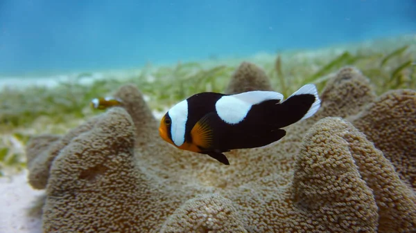 Úžasné Živé Organismy Ryby Podmořského Světa — Stock fotografie