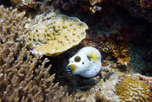 Amazing Living Organisms Fish Underwater World — Stock Photo, Image