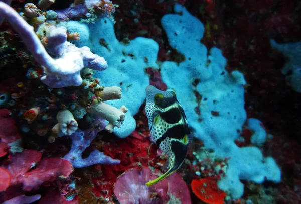 水中世界の素晴らしい生物や魚が — ストック写真