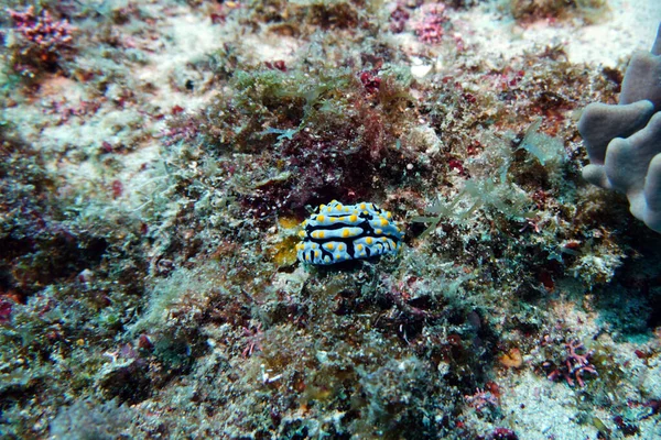 Organismes Vivants Étonnants Les Poissons Monde Sous Marin — Photo