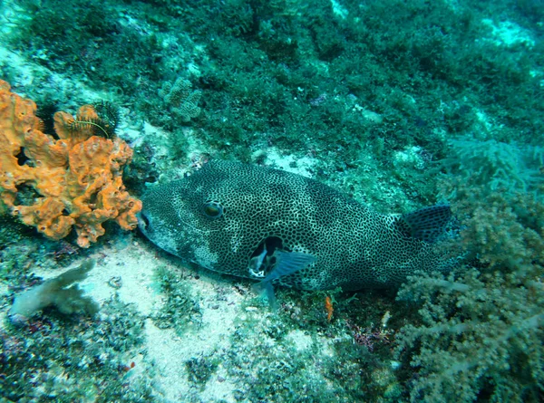 Fantastiska Levande Organismer Och Fisk Undervattensvärlden — Stockfoto