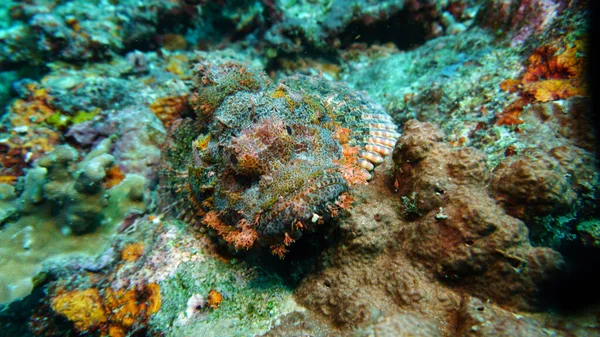 水中世界の素晴らしい生物や魚が — ストック写真