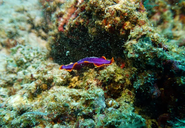 Удивительные Живые Организмы Рыбы Подводного Мира — стоковое фото