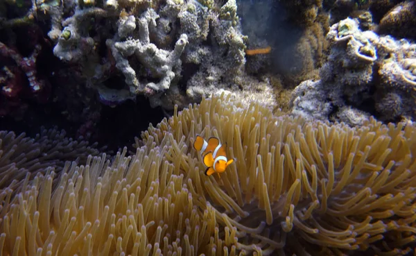 Amazing Living Organisms Fish Underwater World — Stock Photo, Image