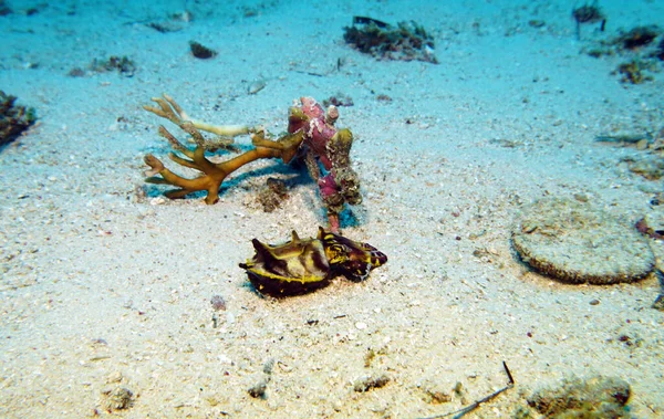 Organismes Vivants Étonnants Les Poissons Monde Sous Marin — Photo