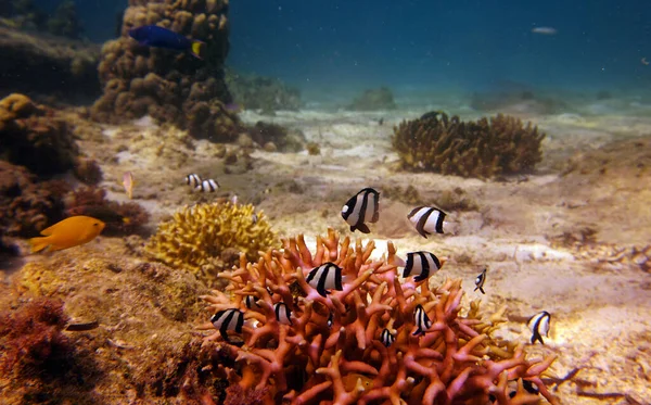 Organismos Vivos Incríveis Peixes Mundo Subaquático — Fotografia de Stock