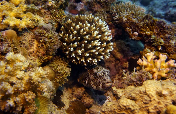 Fantastiska Levande Organismer Och Fisk Undervattensvärlden — Stockfoto