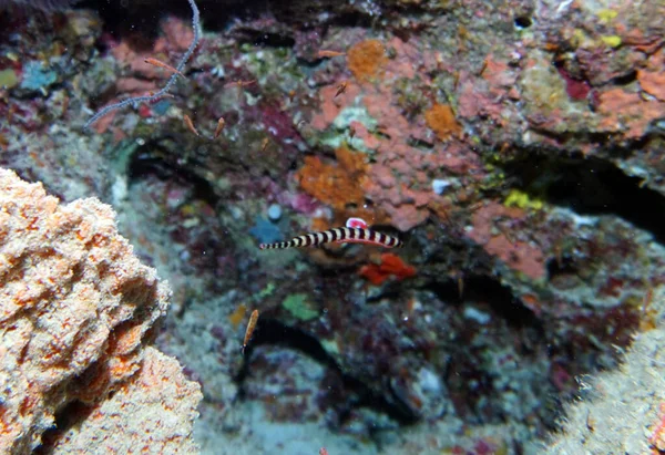 水中世界の素晴らしい生物や魚が — ストック写真