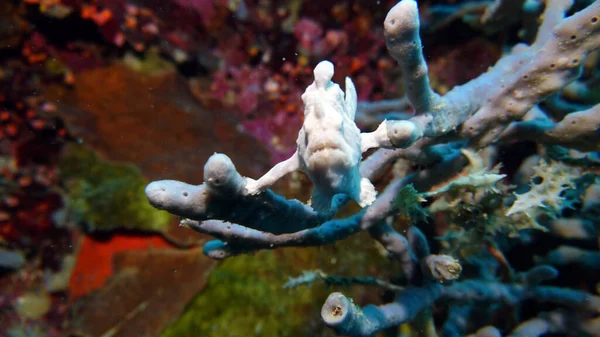 水中世界の素晴らしい生物や魚が — ストック写真