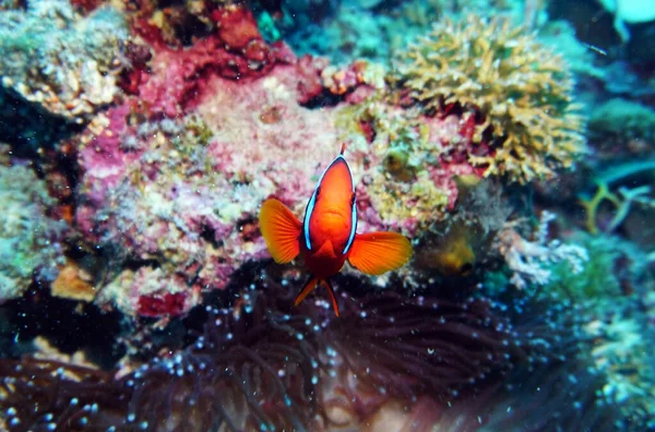 Organismes Vivants Étonnants Les Poissons Monde Sous Marin — Photo