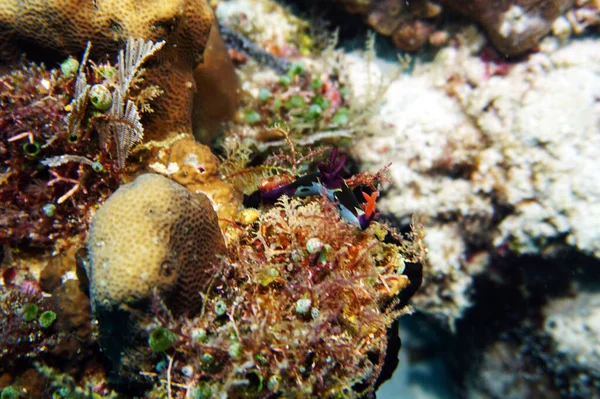 Organismes Vivants Étonnants Les Poissons Monde Sous Marin — Photo