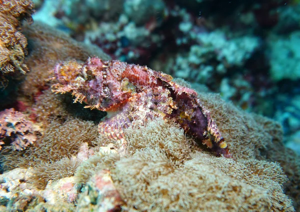 Amazing Living Organisms Fish Underwater World — Stock Photo, Image