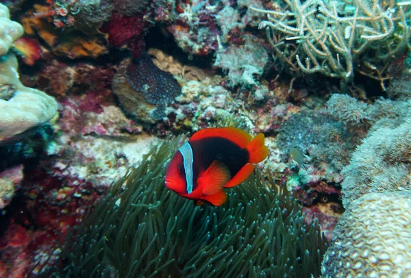 amazing living organisms and fish of the underwater world
