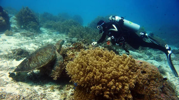 diver and big turtle on one big stone with corals