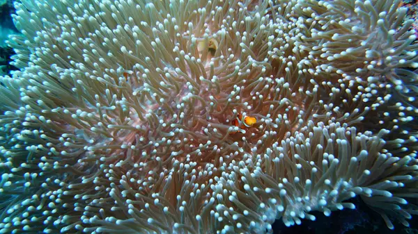 Organismos Vivos Incríveis Peixes Mundo Subaquático — Fotografia de Stock