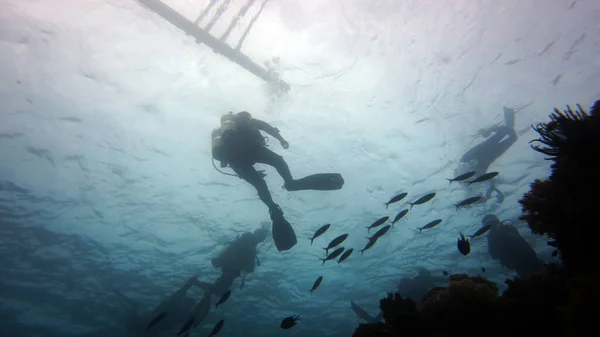 Дайвер Наслаждается Красотой Подводного Мира — стоковое фото