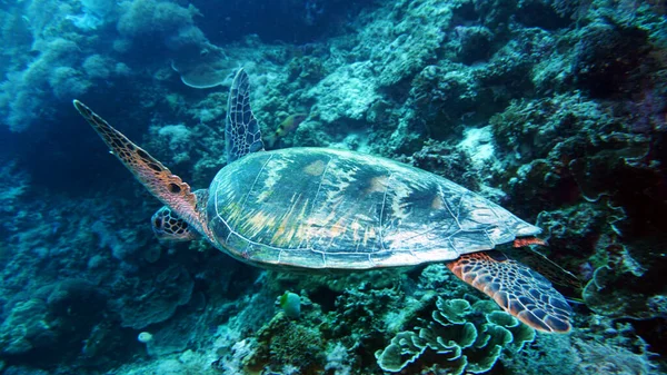 Úžasné Živé Organismy Ryby Podmořského Světa — Stock fotografie