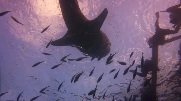 Requin Baleine Grimpé Surface Recherche Plancton — Photo