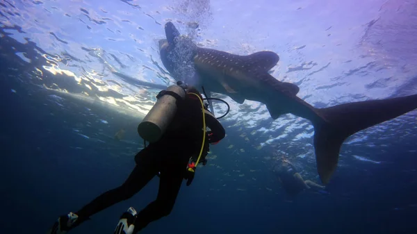 Plongeur Sur Fond Requin Baleine Nageuse — Photo