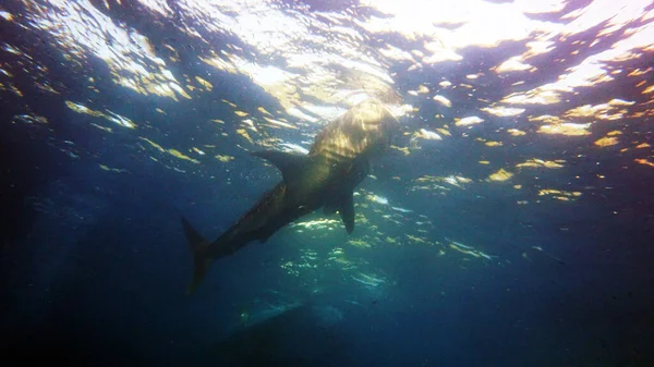 Tubarão Baleia Subiu Superfície Busca Plâncton — Fotografia de Stock