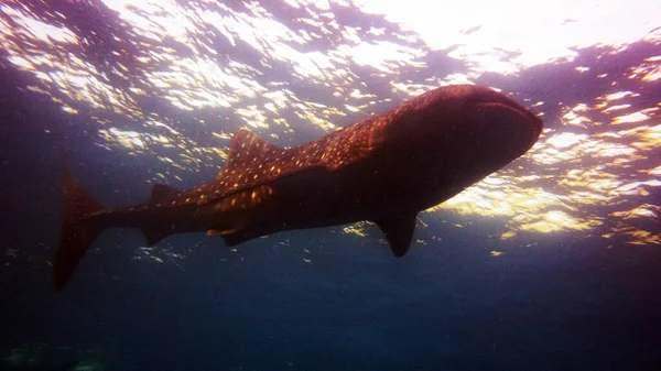 Requin Baleine Grimpé Surface Recherche Plancton — Photo