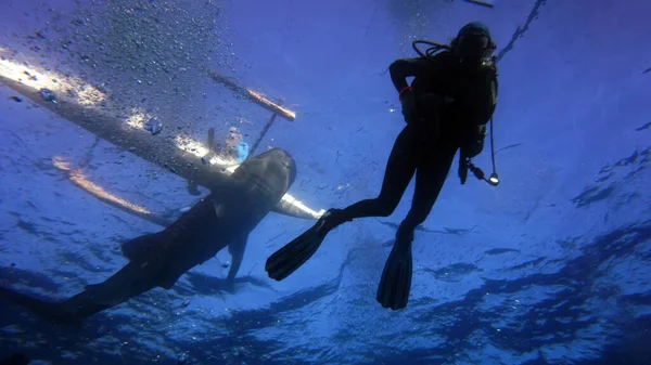 Plongeur Sur Fond Requin Baleine Nageuse — Photo