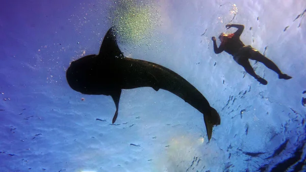 Plongeur Sur Fond Requin Baleine Nageuse — Photo