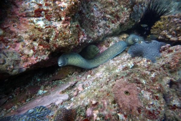 Amazing Living Organisms Fish Underwater World — Stock Photo, Image